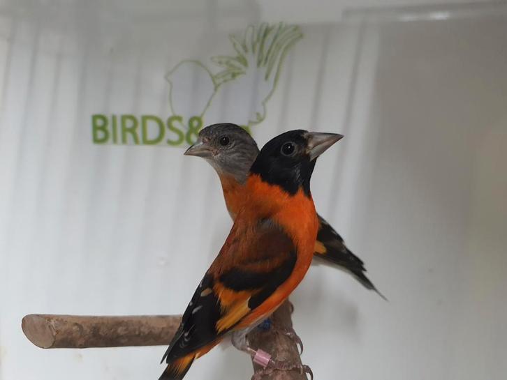 1-1 Kapoetsensijs beschikbaar., Dieren en Toebehoren, Vogels | Overige Vogels, Tropenvogel, Meerdere dieren, Geringd