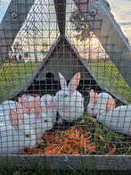 Witte nieuw zeelanders, Dieren en Toebehoren, Vogels | Duiven, Meerdere dieren, Postduif