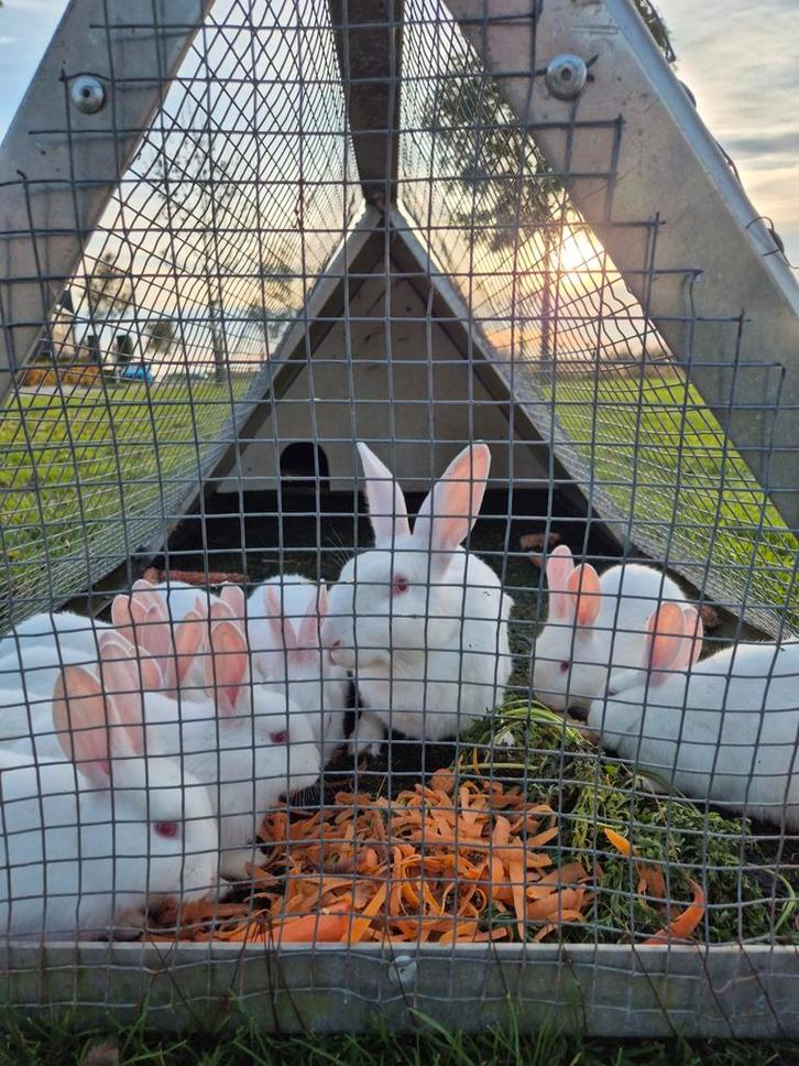 Witte konijnen (kruising nieuw zeelander), Dieren en Toebehoren, Vogels | Duiven, Postduif, Meerdere dieren