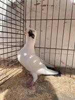Krulwamduiven Mfattel, Dieren en Toebehoren, Meerdere dieren