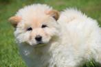 Chow-chow pups nieuw nestje, België, Rabiës (hondsdolheid), 8 tot 15 weken, Poolhond