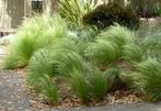Siergras Carex (zegge) frosted curls, Ophalen, Vaste plant, Siergrassen, Halfschaduw