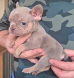 Franse bulldog pups, Nederland, CDV (hondenziekte), 8 tot 15 weken, Bulldog