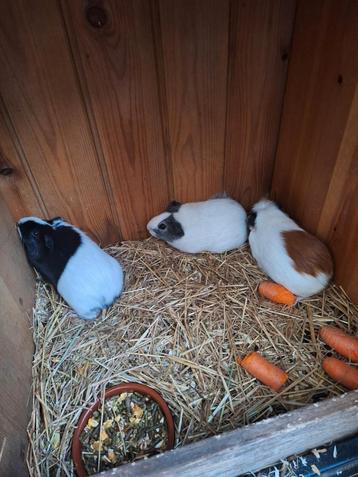 3 mooie jonge cavia's zeugjes 10 weken oud beschikbaar voor biedingen