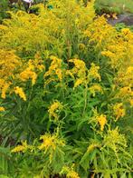 Supermooi! Guldenroede Solidago. AANBIEDING! 10 V. €16,50, Ophalen, Zomer, Overige soorten