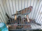 Senegal tortelduifjes, Dieren en Toebehoren, Vogels | Duiven, Meerdere dieren