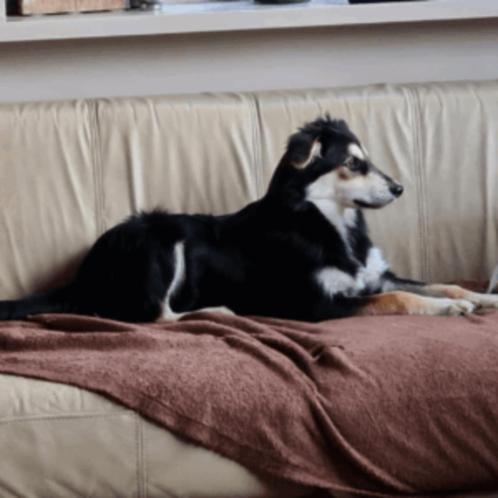 AIN: Victor, Dieren en Toebehoren, Honden | Niet-rashonden, Groot, Reu, Handelaar, Eén hond, Buitenland, 15 weken tot 1 jaar, CDV (hondenziekte)