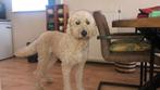 Honden oppas met spoed gezocht