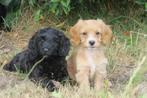 Vrolijke Cockapoo x Cocker Spaniel pups, Nederland, CDV (hondenziekte), 8 tot 15 weken, Meerdere