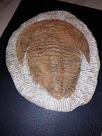 Triboliet fossiel, Ophalen of Verzenden, Fossiel