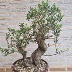 Olea europaea sylvestris wilde olijf bonsai, Ophalen of Verzenden, Volle zon, Overige soorten, Minder dan 100 cm