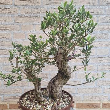 Olea europaea sylvestris wilde olijf bonsai beschikbaar voor biedingen
