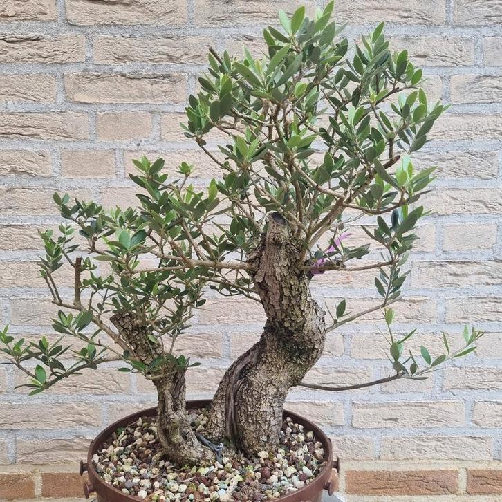 Olea europaea sylvestris wilde olijf bonsai, Tuin en Terras, Planten | Bomen, Overige soorten, Minder dan 100 cm, Volle zon, Ophalen of Verzenden