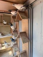 Hoogvliegers te koop aangeboden, Dieren en Toebehoren, Vogels | Duiven, Meerdere dieren, Overige soorten