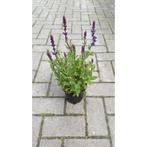 Salvia nem. Caradonna - Salie, Vaste plant, Halfschaduw, Lente, Ophalen