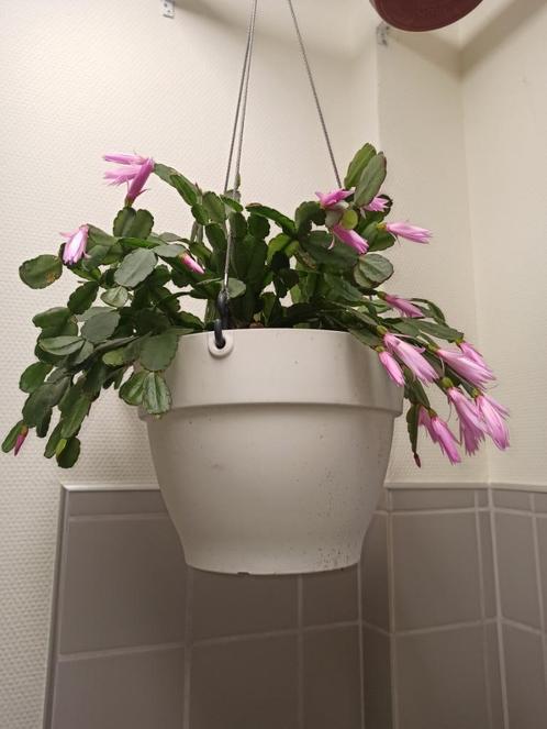 Elho Vibia hangpot wit 26cm 6,5L 5x, Tuin en Terras, Bloembakken en Plantenbakken, Nieuw, Kunststof, Binnen, Balkon, Tuin, Minder dan 30 cm