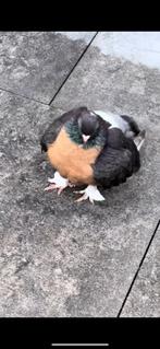 Takla duiven, Meerdere dieren, Postduif