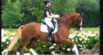 Ontzettend knappe 8 jarige ruin van Toto Junior, Dieren en Toebehoren, Paarden, Z, Gechipt, Ruin, Dressuurpaard