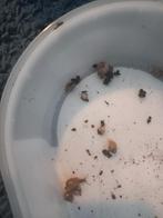 Agaatslakken, Overige soorten, Tam, 0 tot 2 jaar
