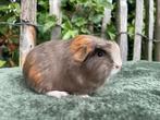Coronet QF slate goud wit beertje, Mannelijk, Cavia, Voor 1 juli 2024, Tam
