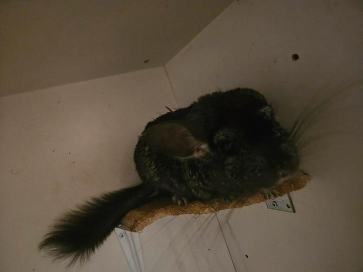 Chinchilla, Dieren en Toebehoren, Knaagdieren, Mannelijk, Chinchilla, Januari, Tam