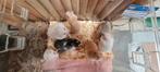 jonge handtamme goudhamsters, Meerdere dieren, Hamster, Tam