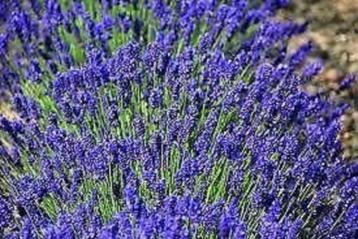 Lavandula angustifolia ‘Hidcote’ – de sterkste én meest geur beschikbaar voor biedingen