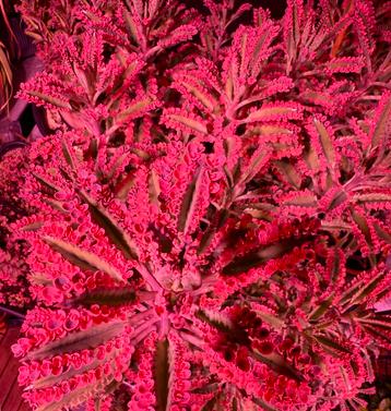 Kalanchoë pink butterfly bladstekjes en plantjes beschikbaar voor biedingen