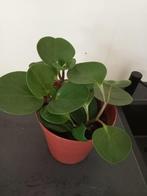 Peperomia Obtusifolia, Ophalen, Overige soorten, Halfschaduw, Minder dan 100 cm