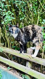 !!!GRATIS !!! Super lieve Poes, Dieren en Toebehoren, Katten en Kittens | Overige Katten, Poes