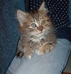 Katertje kruising Ragdoll/ Noorse boskat., Kater, Ontwormd