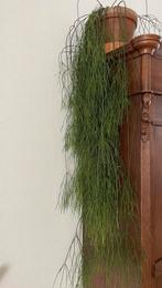 Rhipsalis koraalcactus incl pot, Ophalen, Overige soorten