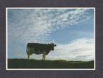 Friese Koe Zwart Wit Schapenwolken Landschap 1986., Verzamelen, Ansichtkaarten | Dieren, Overige soorten, Ongelopen, Ophalen of Verzenden