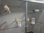 Te koop geel mozaïek kanarie, Dieren en Toebehoren, Meerdere dieren, Kleurkanarie