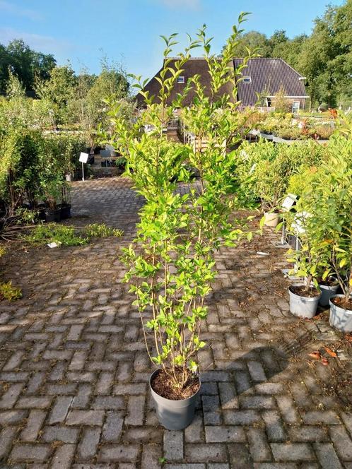 Liguster ovalifolium 150-175 cm hoog, Tuin en Terras, Planten | Struiken en Hagen, Liguster, Ophalen