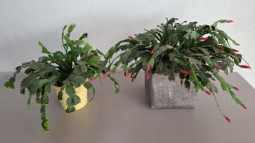 2 Mooie lid cactussen-inclusief potten beschikbaar voor biedingen