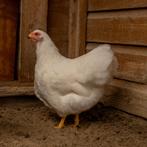 Trio wyandotte kriel, zalm haan en witte hennen, Dieren en Toebehoren, Pluimvee, Meerdere dieren, Kip