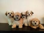 Mooie Boomer pups ShihTzu x Maltezer ️, Dieren en Toebehoren, Parvo, Nederland, Overige rassen, 8 tot 15 weken
