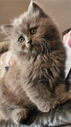 Britse langhaar kitten mag nest verlaten, Dieren en Toebehoren, Kater, Ontwormd, 0 tot 2 jaar
