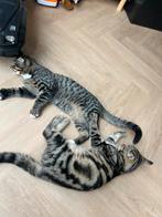 Twee lieve broertjes kittens scottish fold x straight, Dieren en Toebehoren, Kater