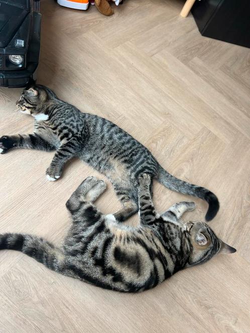 Twee lieve broertjes kittens scottish fold x straight, Dieren en Toebehoren, Katten en Kittens | Overige Katten, Kater