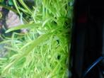 Cryptocoryne parva 10 planten - €2, Dieren en Toebehoren, Vissen | Aquariumvissen, Vis