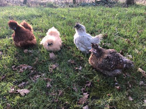 Broedeieren zijdehoen kriel, Dieren en Toebehoren, Pluimvee, Kip, Geslacht onbekend