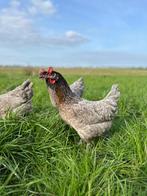 Jonge tamme bleu de landes kippen gesekst en ingeënt, Dieren en Toebehoren, Pluimvee, Vrouwelijk, Kip