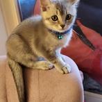 Schattige Britse Korthaar kitten zoeken een liefdevol thuis, Dieren en Toebehoren, Katten en Kittens | Raskatten | Korthaar, Poes