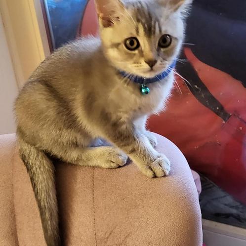 Schattige Britse Korthaar kitten zoeken een liefdevol thuis, Dieren en Toebehoren, Katten en Kittens | Raskatten | Korthaar, Poes