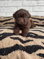 Boompoo pups, boomer x toy poedel, Nederland, Overige rassen, CDV (hondenziekte), 8 tot 15 weken