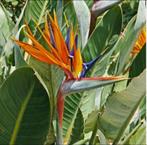 Tekoop aangeboden Paradijsvogelbloem Strelitzia Reginea 90cm, Tuin en Terras, Planten | Tuinplanten, Volle zon, Vaste plant, Zomer