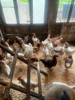 Leghennen kippen gratis, Dieren en Toebehoren, Pluimvee, Meerdere dieren, Kip