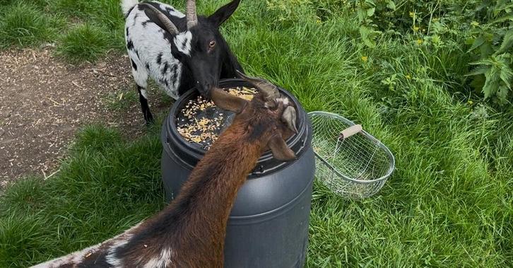 Twee eigenwijze dwerggeiten, Dieren en Toebehoren, Schapen, Geiten en Varkens, Geit, Vrouwelijk
